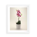 Plakat w ramie 40x50 - Delikatność storczyka orchidei - storczyk, orchidea - rama biała