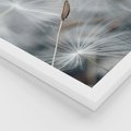 Zestaw obrazy w ramie 30x40 galeria - Dmuchawce, makro, natura, kwiaty - rama biała