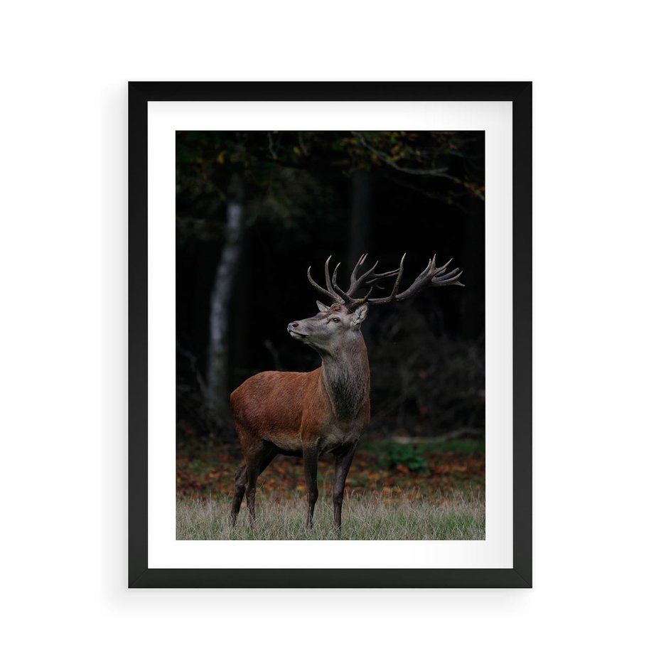 Plakat w ramie 40x50 - Spotkanie z naturą - jeleń, las - rama czarna