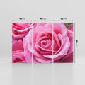 Obraz na płótnie 120x80 - Róża Wspaniałości - róża, kwiat