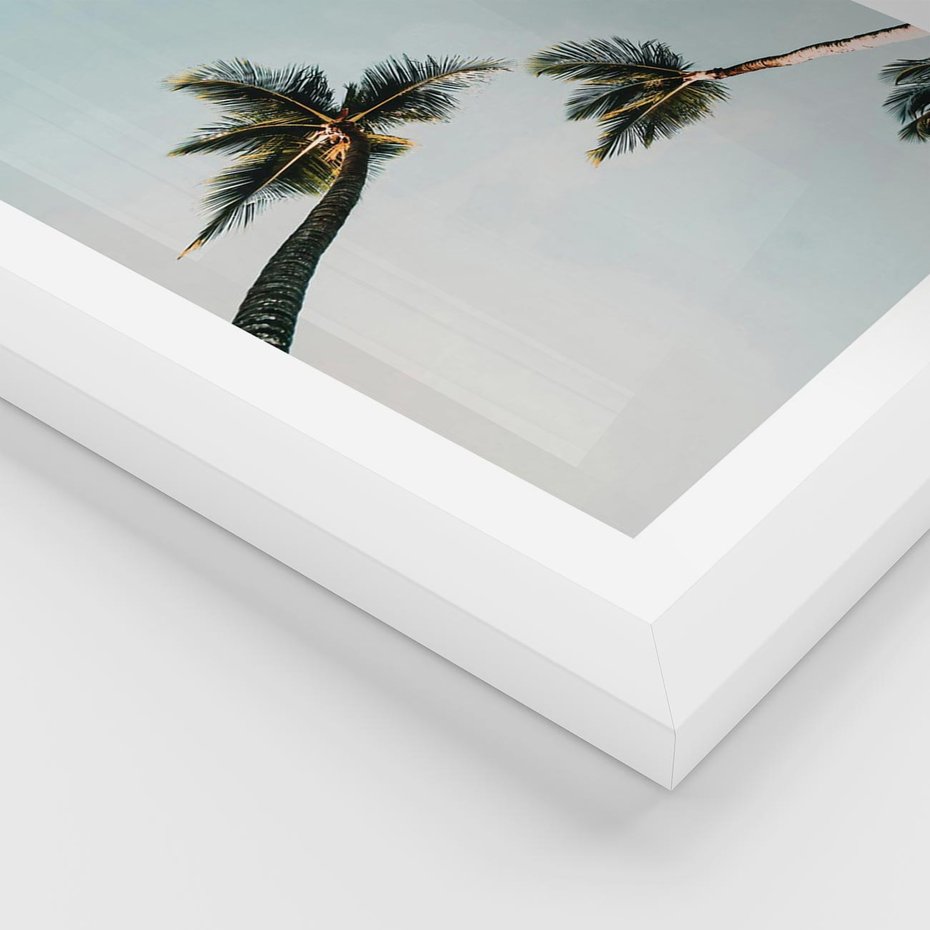 Plakat w ramie 30x40 - Palmy i Niebo - palmy, ujęcie z dołu - rama biała