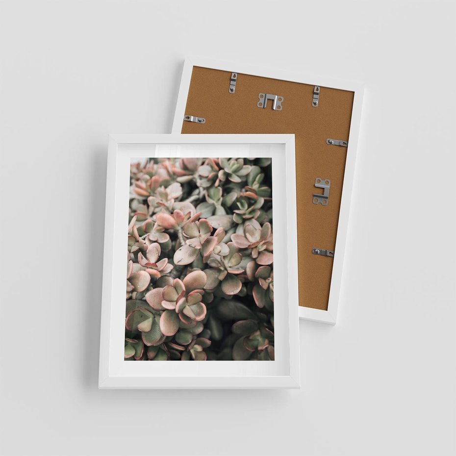 Plakat w ramie 30x40 - Sukulentowa Prostota - sukulenty, zielone liście - rama biała