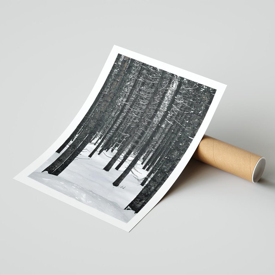 Plakat bez ramy 40x50 - Zimowe Drzewa: Śnieg na Pniach - drzew w zimi, pnie drzew