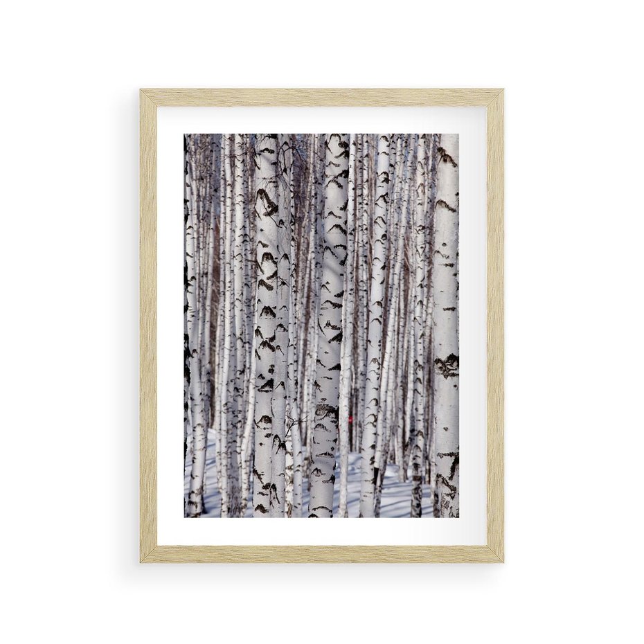 Plakat w ramie 30x40 - Lśniące Brzozy - brzozy, las - rama drewno