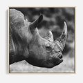 Obraz w ramie 50x50 - Potęga Afryki - czarno biała fotografia, zbliżenie na postać nosorożca - rama drewno