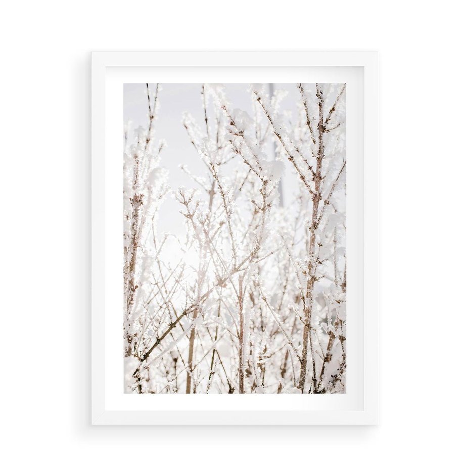 Plakat w ramie 50x70 - Szron na Gałęziach - ośnieżone gałązki, szron na gałęziach - rama biała