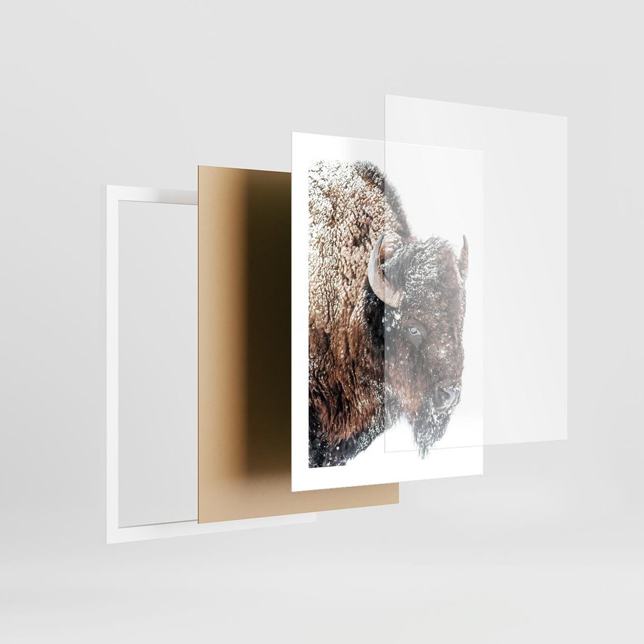 Plakat w ramie 30x40 - Obraz Dzikiej Przyrody w Śnieżnym Otoczeniu - żubr, śnieg - rama biała