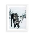 Plakat w ramie 40x50 - Zimowy Portret Łosia - łoś w zimowej scenerii - rama biała