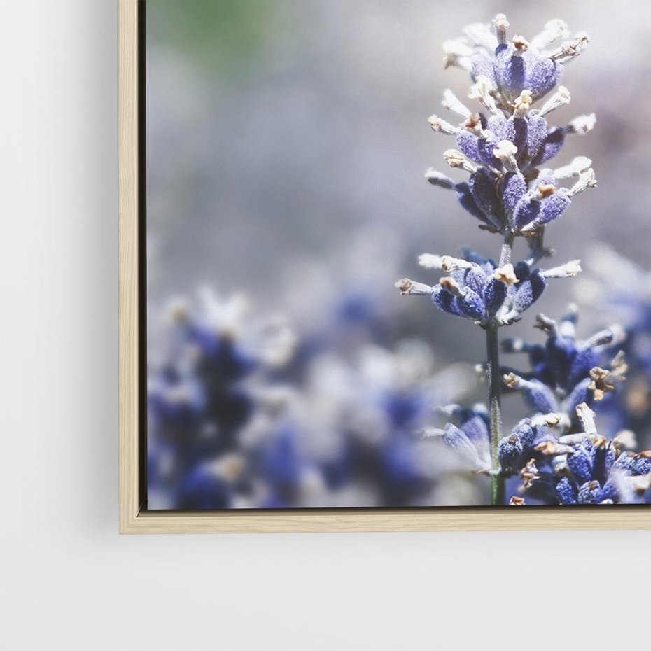 Obraz w ramie 80x80 - Delikatna Uroda Natury - wrzosy, fiolet - rama drewno