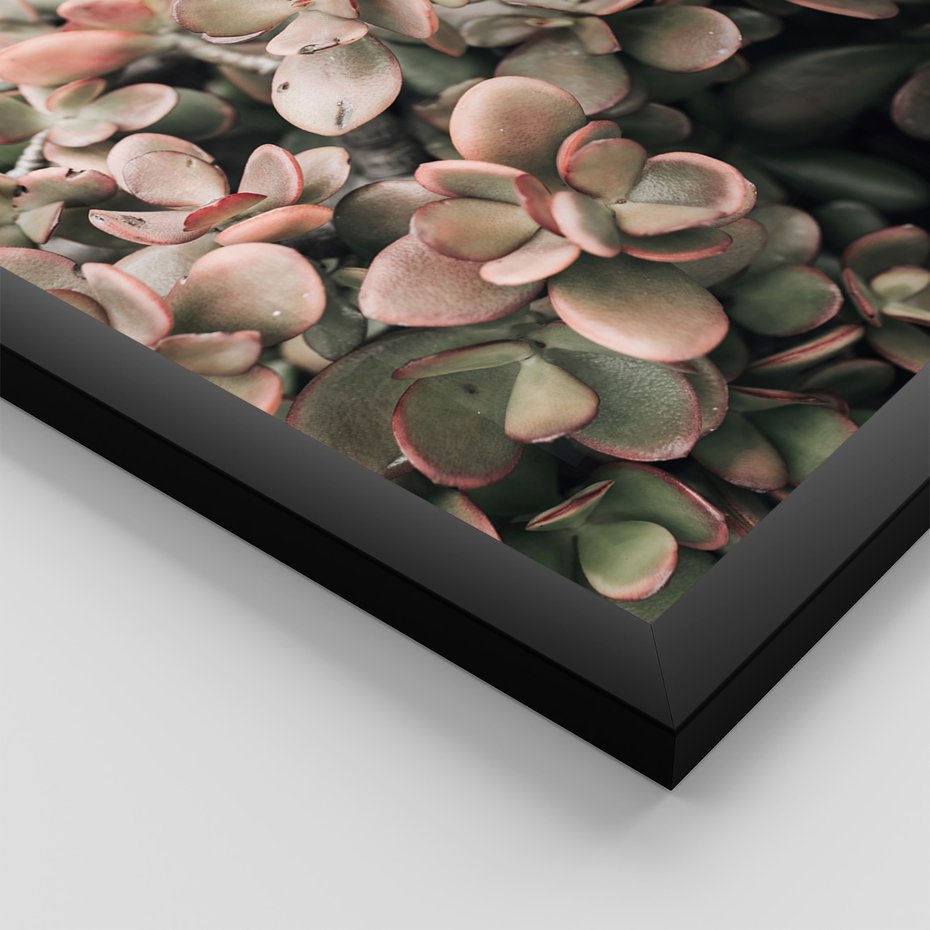 Zestaw obrazy w ramie 40x50 galeria - Rośliny, liście, kaktusy - rama czarna