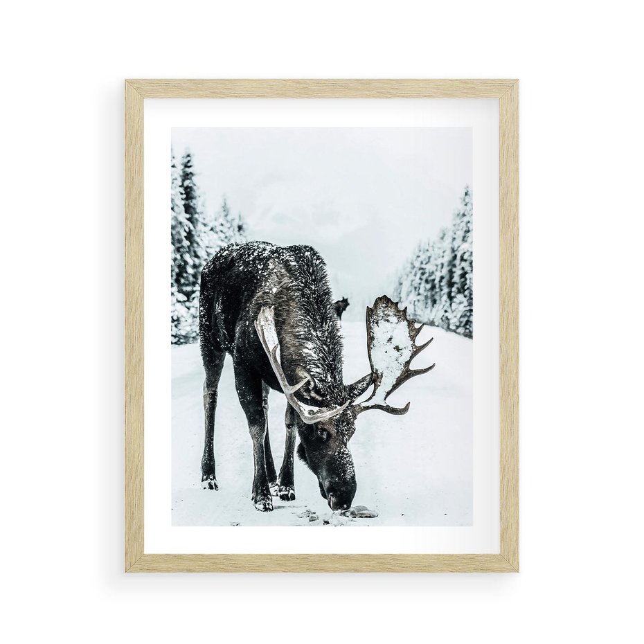 Plakat w ramie 40x50 - Zimowy Portret Łosia - łoś w zimowej scenerii - rama drewno