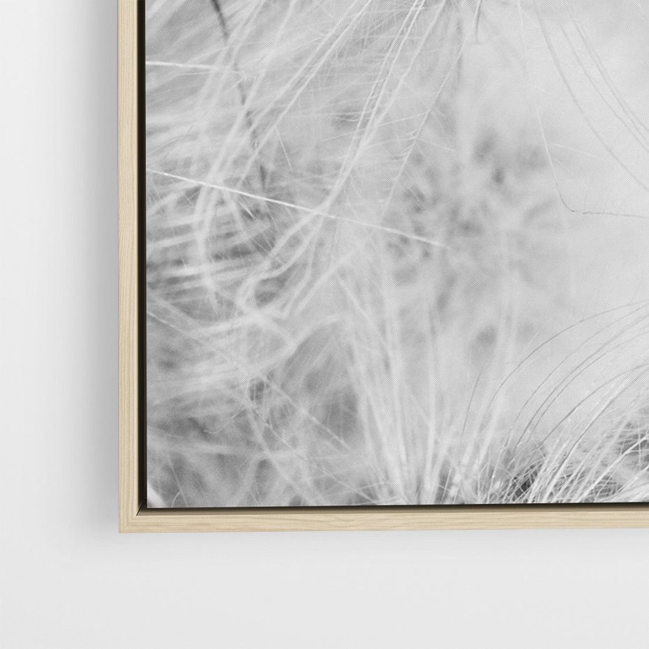 Obraz w ramie 80x120 - Zdmuchnięty Puch - dmuchawce, delikatne - rama drewno