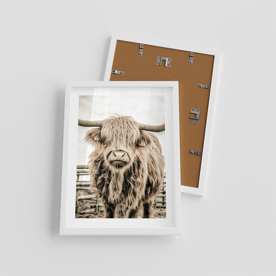 Plakat w ramie 30x40 - Klimat Wiejskiego Życia - amerykańska krowa, byk - rama biała