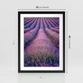 Plakat w ramie 30x40 - Pole Lawendy w Pełnej Krasie - pole lawendy, kompozycja - rama czarna