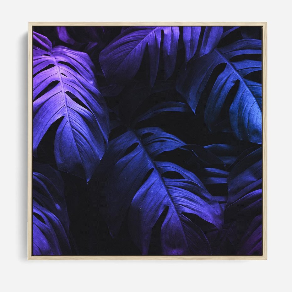 Obraz w ramie 50x50 - Mroczna Magia Dżungli - mroczna grafika, fioletowe liście monstery na czarnym tle - rama drewno