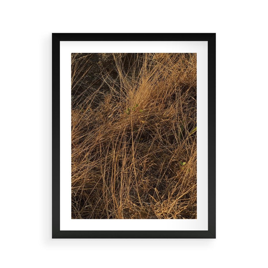 Plakat w ramie 40x50 - Szlachetna Suchość Traw - trawy, suche trawy - rama czarna