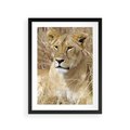Plakat w ramie 30x40 - Potęga lwów w Afryce - lew, lwica - rama czarna