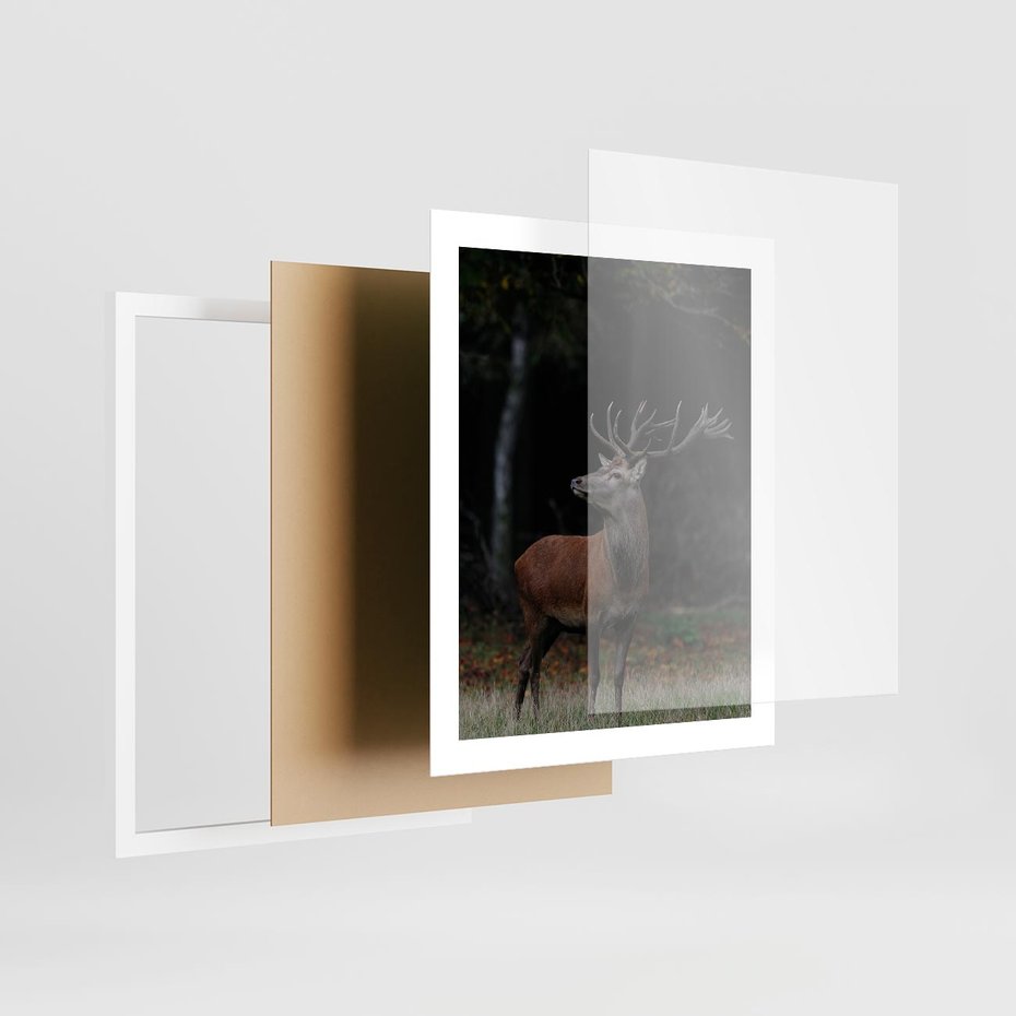 Plakat w ramie 40x50 - Spotkanie z naturą - jeleń, las - rama biała