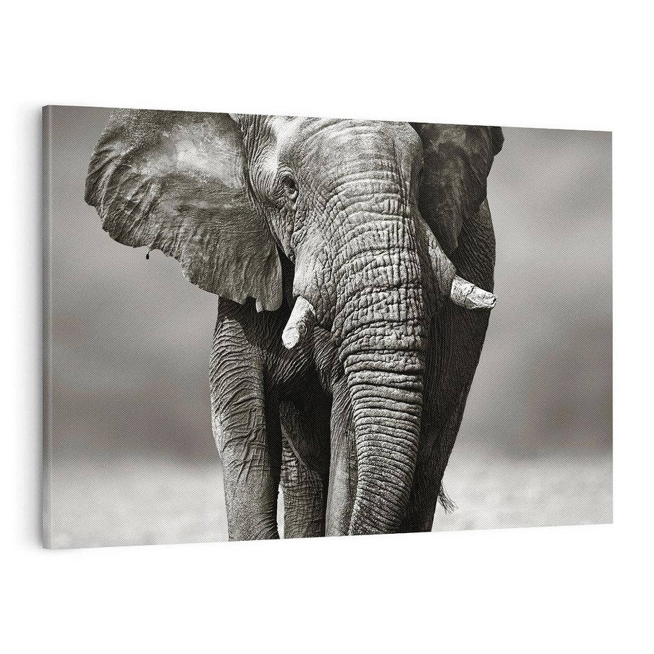 Obraz na płótnie 100x70 - Majestatyczny słoń Afryki - słoń, Afryka