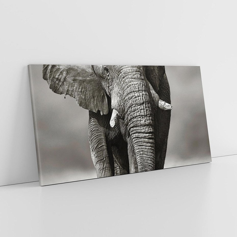 Obraz na płótnie 100x50 - Majestatyczny słoń Afryki - słoń, Afryka