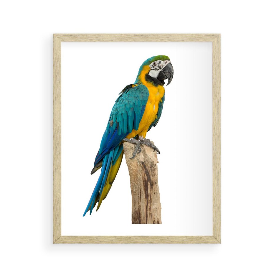 Plakat w ramie 40x50 - Kolorowa papuga w locie - papuga, ptak - rama drewno