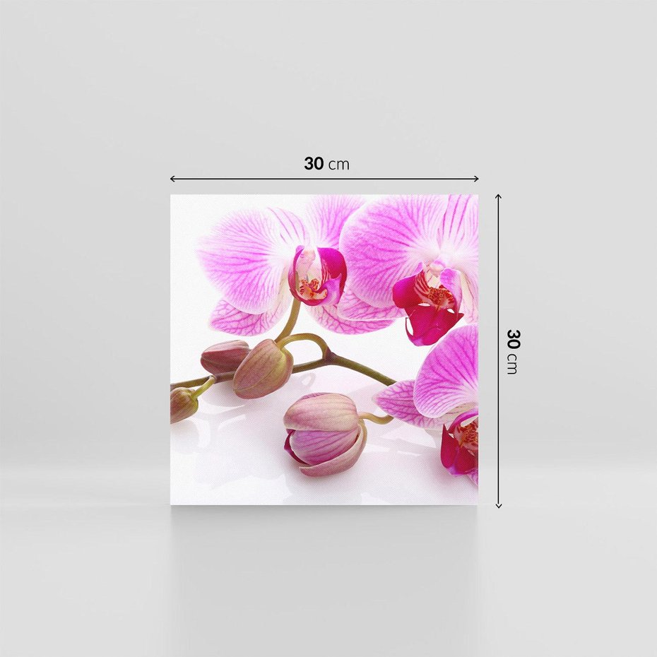 Obraz na płótnie 30x30 - Elegancka orchidea w pełnym rozkwicie - orchidea, kwiat