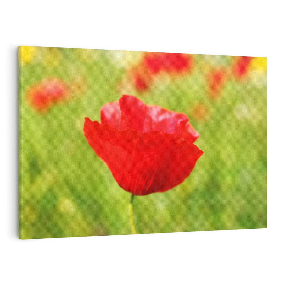 Obraz na płótnie 120x80 - Magia maku na łące - mak, łąka