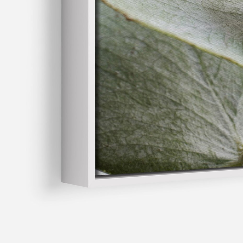 Obraz w ramie 80x120 - Eukaliptusowa zieleń - eukaliptus, zielone - rama biała