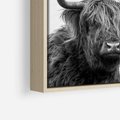 Obraz w ramie 50x50 - Moc i Spokój - amerykańskie bydło, byk - rama drewno