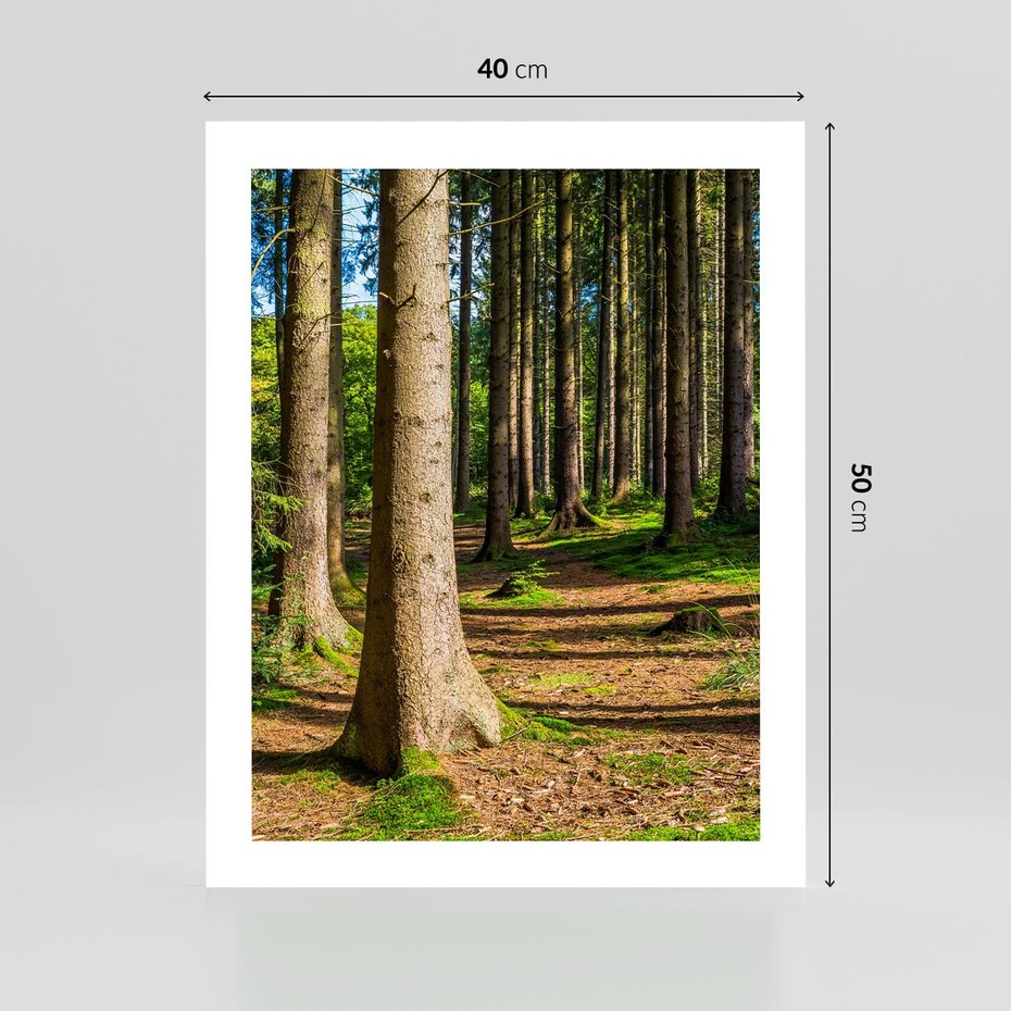 Plakat bez ramy 40x50 - Las: harmonia natury - las, drzewa