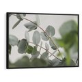 Obraz w ramie 70x50 - Liście eukaliptusa w naturze - eukaliptus, liście - rama czarna