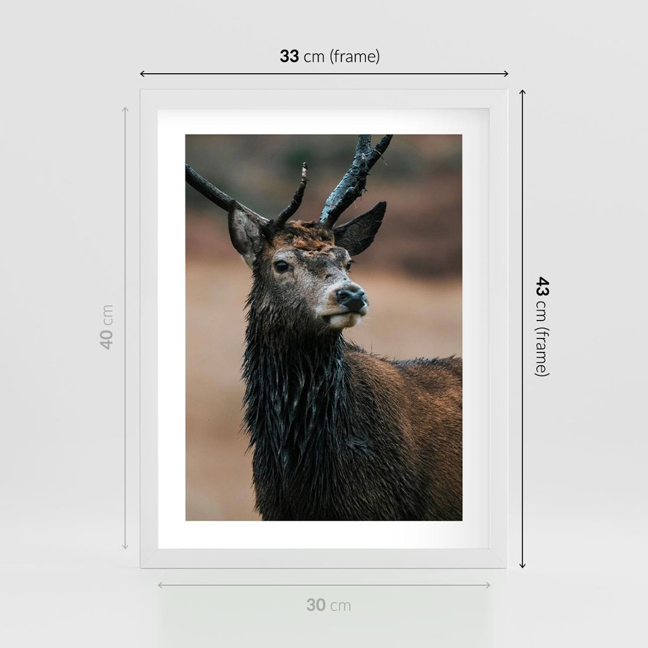 Plakat w ramie 30x40 - Spokojny jeleń - jeleń, las - rama biała