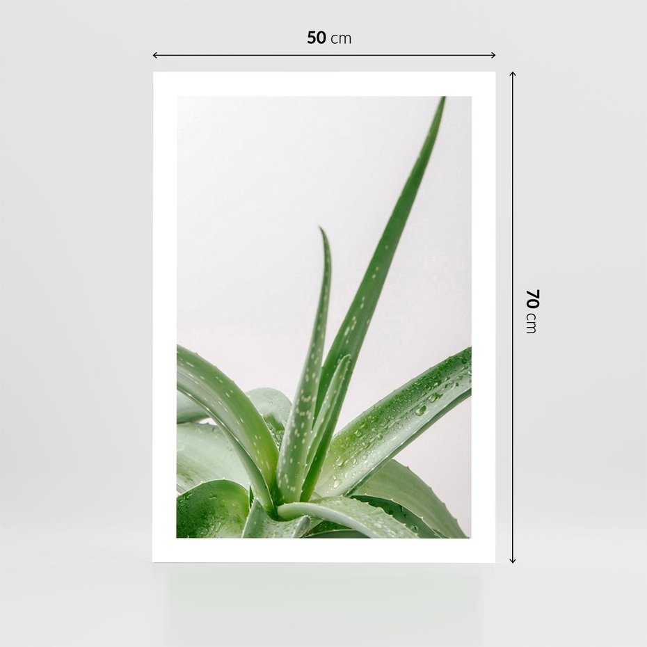 Plakat bez ramy 50x70 - Zielone Piękno - aloes, liście