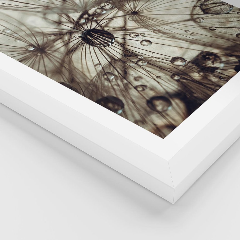 Plakat w ramie 40x50 - Lekkie dmuchawce - dmuchawce, krople - rama biała