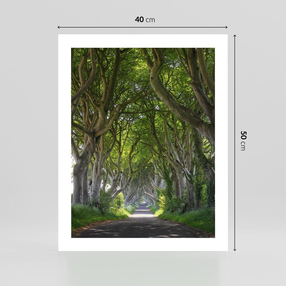 Plakat bez ramy 40x50 - Magiczny Las - drzewa, las