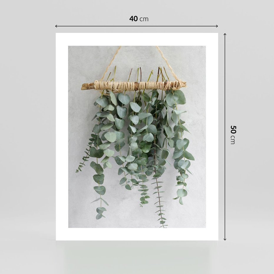 Plakat bez ramy 40x50 - Uwodzicielska zieleń eukaliptusa - eukaliptus, zielone