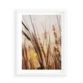 Plakat w ramie 50x70 - Malownicza Łąka z Trawam - trawy, łąka - rama biała