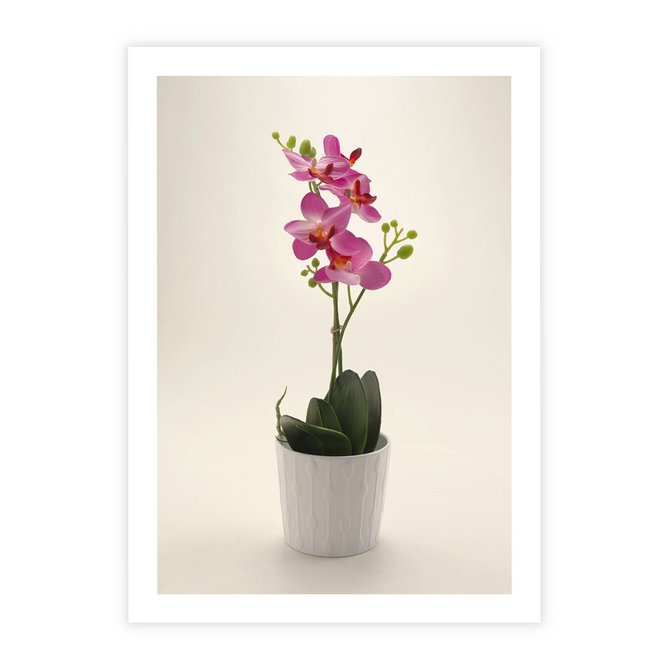 Plakat bez ramy 30x40 - Delikatność storczyka orchidei - storczyk, orchidea