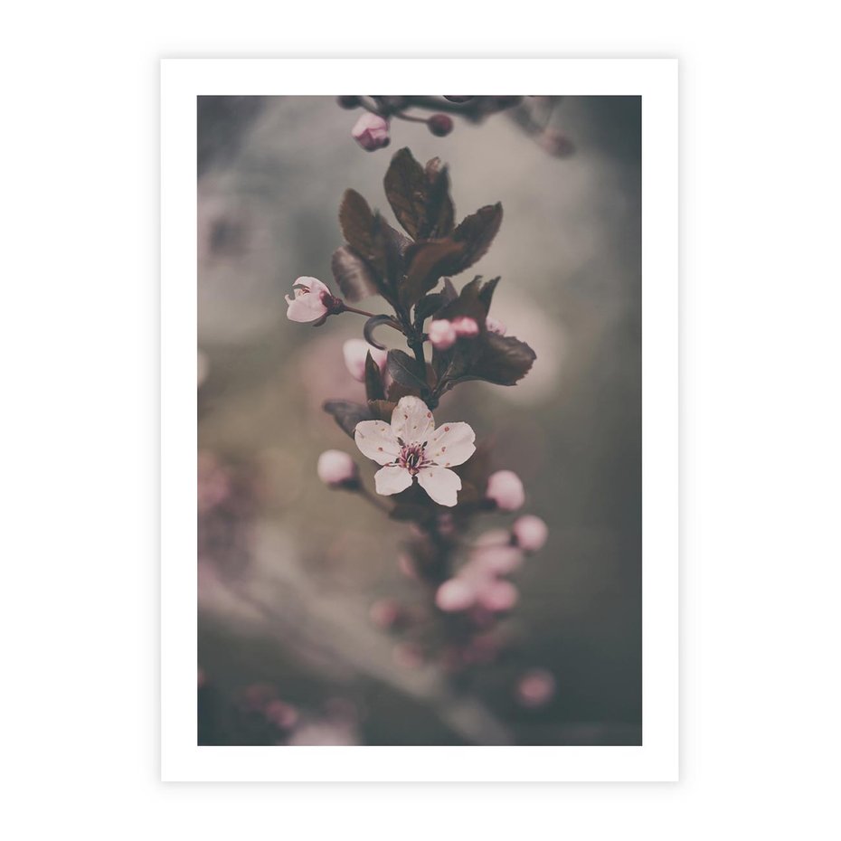 Plakat bez ramy 50x70 - Przemijający Urok - kwitnąca, wiśnia