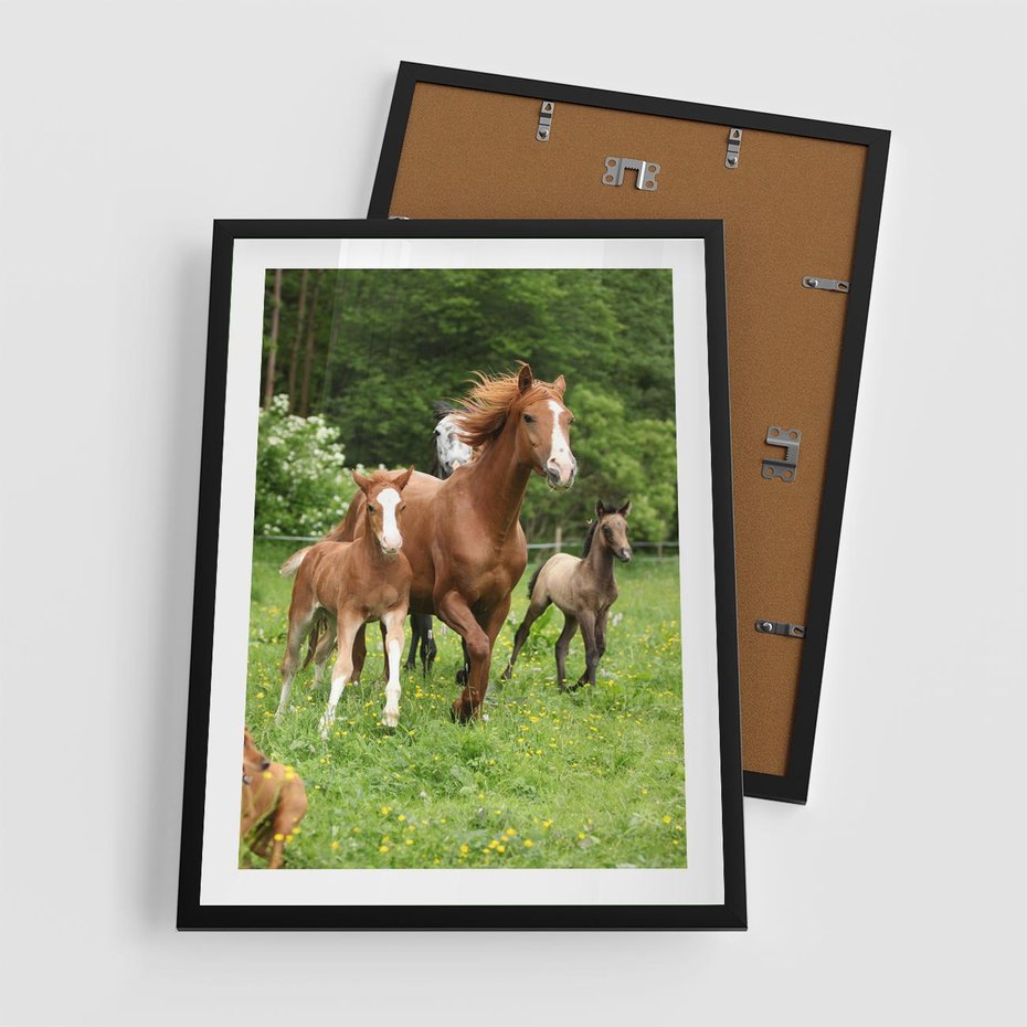 Plakat w ramie 50x70 - Galopujące konie - konie, galop - rama czarna