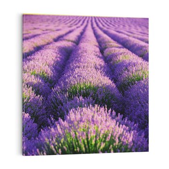 Obraz na płótnie 50x50 - Malownicze Pole Lawendy - lawenda, pole