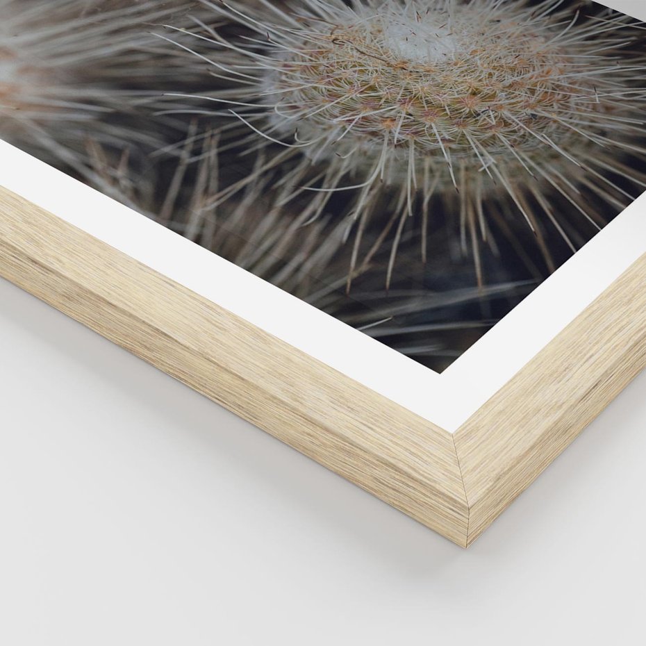 Plakat w ramie 40x50 - Ulotna Piękność Natury - makro, dmuchawce - rama drewno