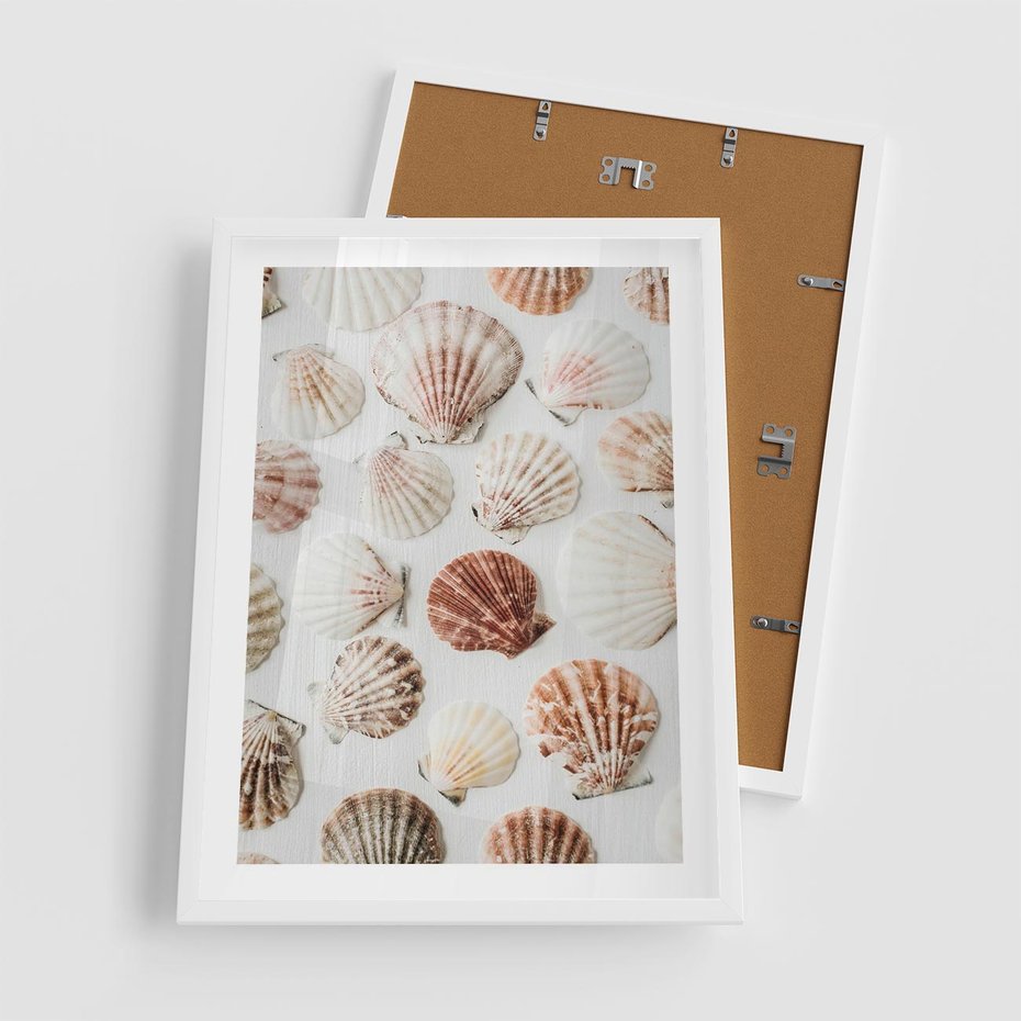 Plakat w ramie 50x70 - Morska Delikatność: Muszelki na Białym Tle - kompozycja, morskie muszelki na białym tle - rama biała