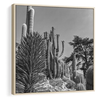 Obraz w ramie 50x50 - Pustynny Klimat - czarno białe zdjecie, pustynia - rama drewno