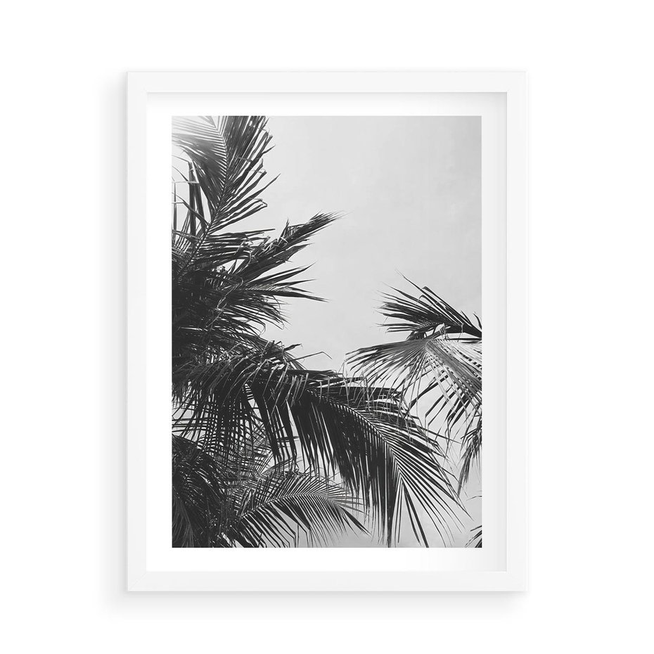 Plakat w ramie 50x70 - Palmy w Monochromii - palmy, tropikalne palmy - rama biała