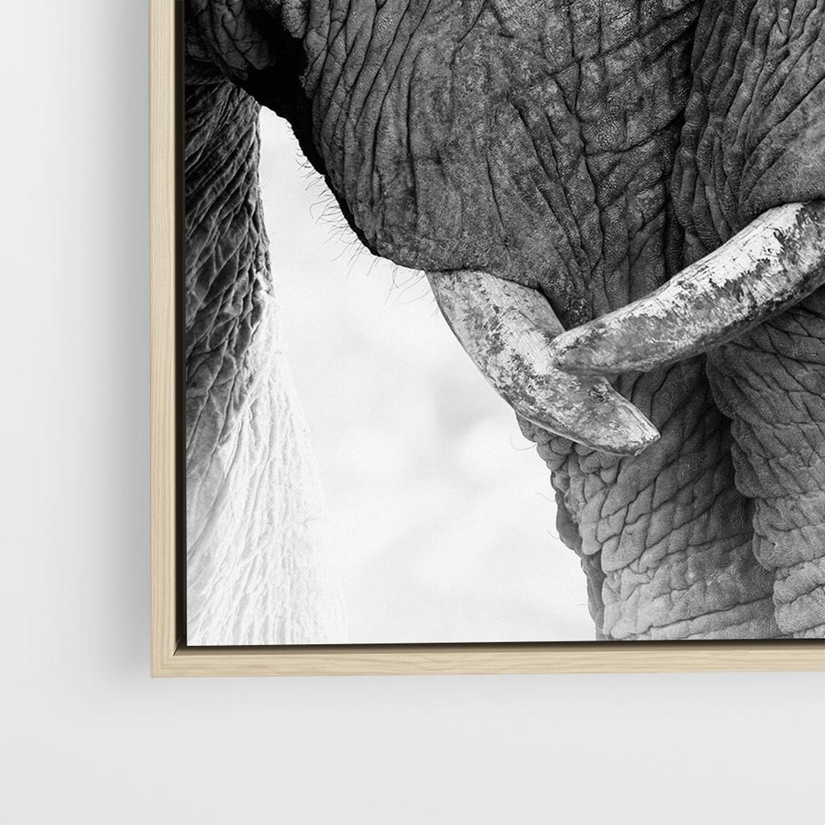 Obraz w ramie 50x50 - Spotkanie Mądrości - fotografia czarno biała, dwa słonie - rama drewno