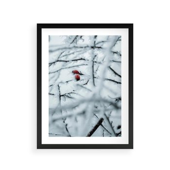 Plakat w ramie 40x50 - Zima w Detalu: Gałęzie ze Szronem i Śniegiem - śnieg, zima - rama czarna