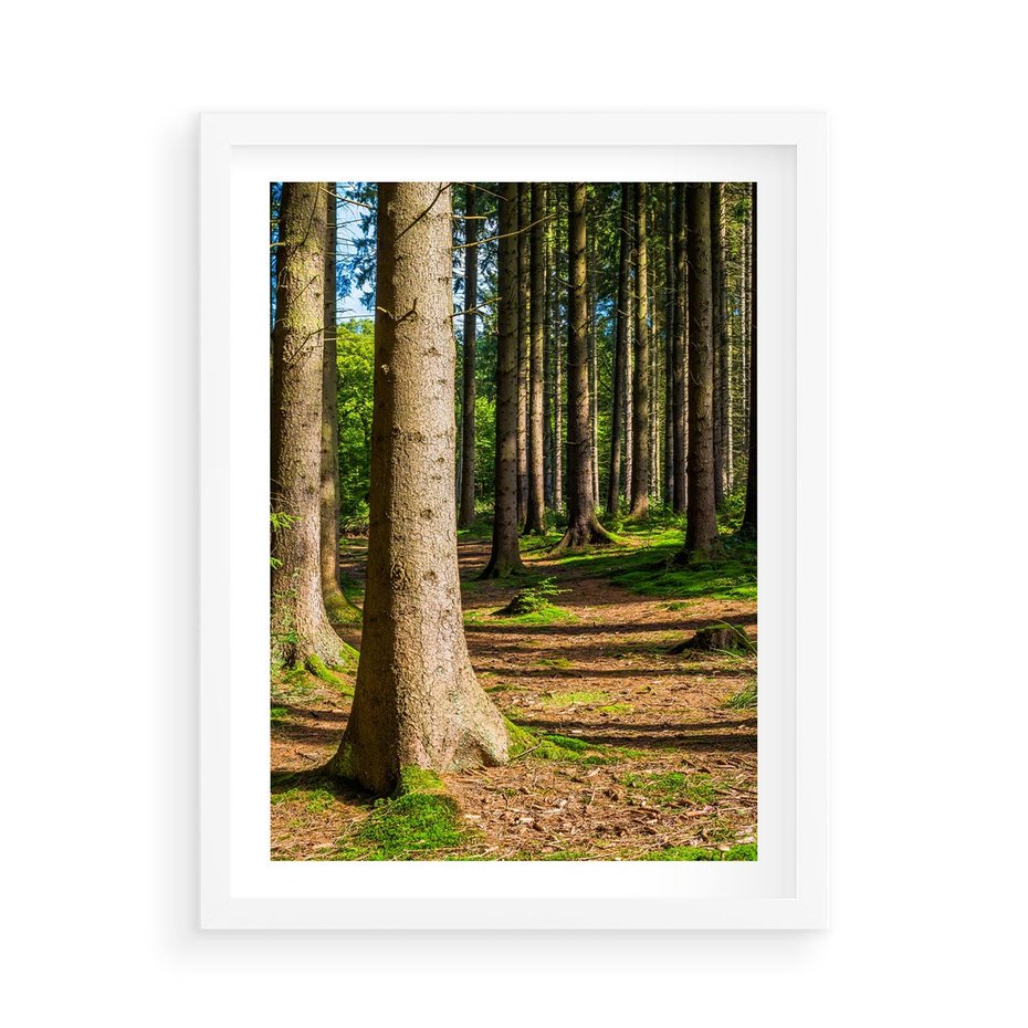 Plakat w ramie 50x70 - Las: harmonia natury - las, drzewa - rama biała