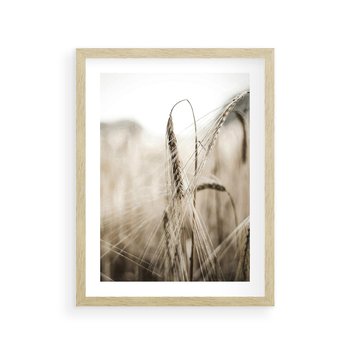 Plakat w ramie 30x40 - Kłosy Pszenicy w Sepii - zboże, kłos pszenicy - rama drewno