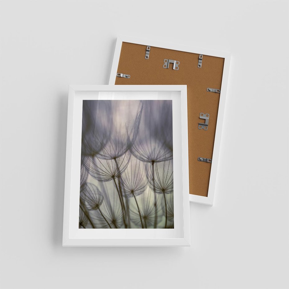 Plakat w ramie 30x40 - Makro dmuchawiec - piękno drobnych detali - dmuchawce, makro - rama biała